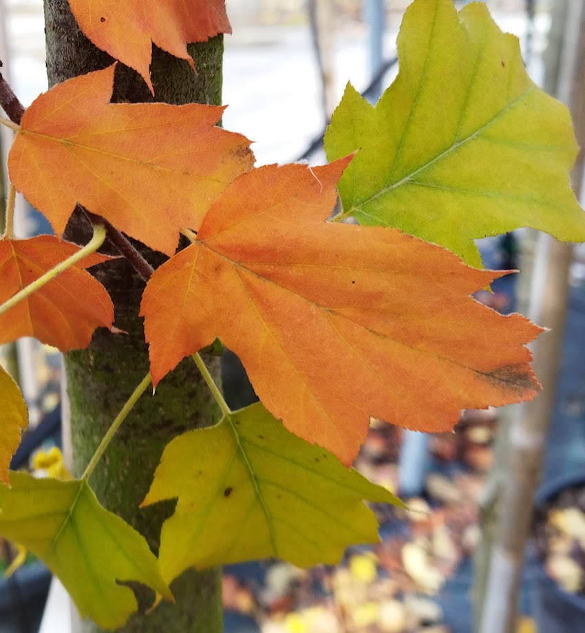 Sorbus torminalis