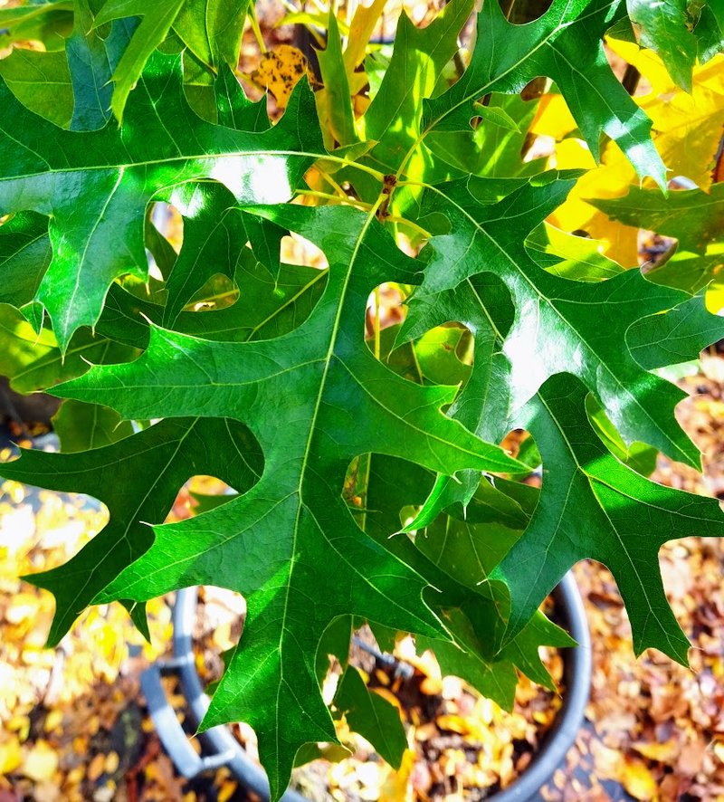 Quercus palustris ´Green Pillar´