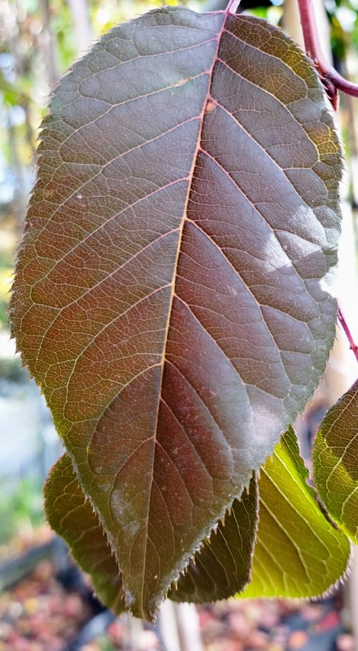 Prunus serrulata ´Royal Burgundy´
