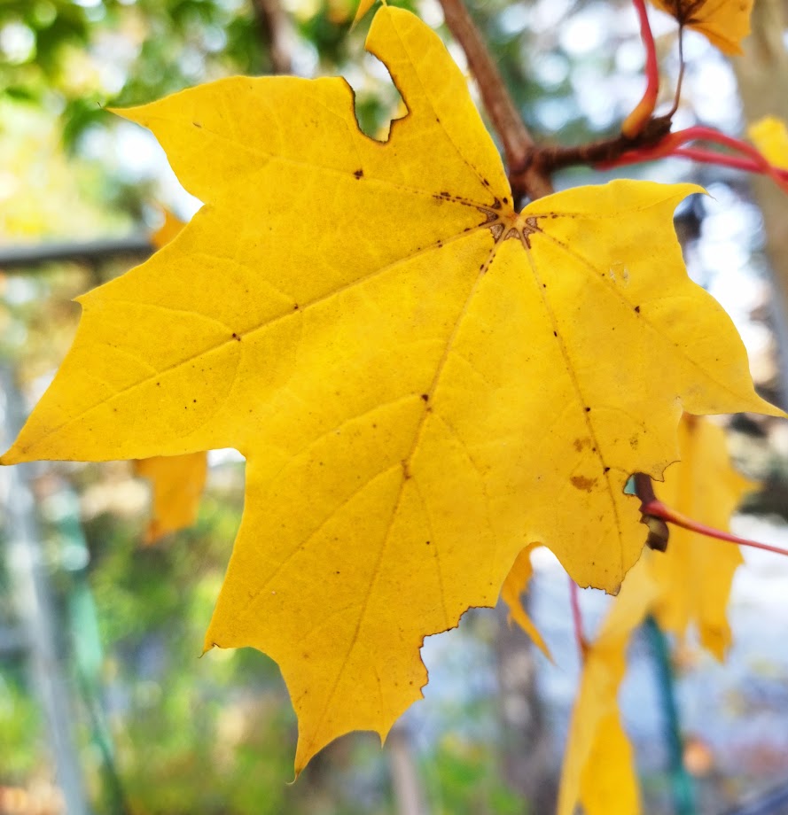 Acer platanoides