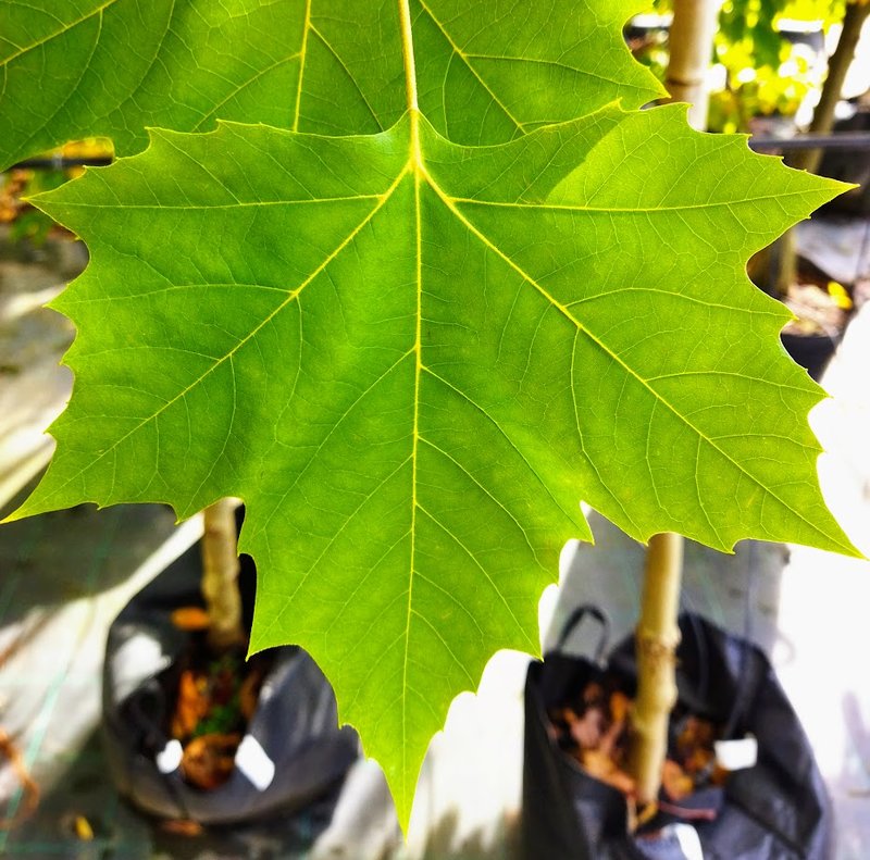 Platanus acerifolia