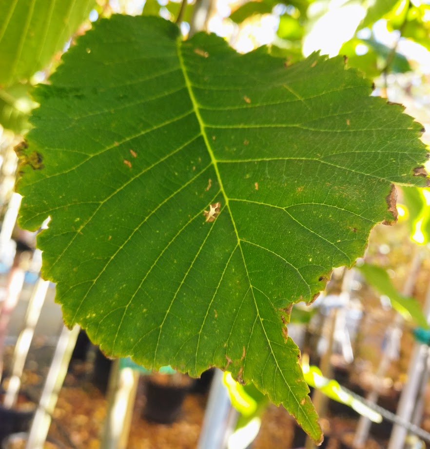 Ulmus ´Camperdownii´