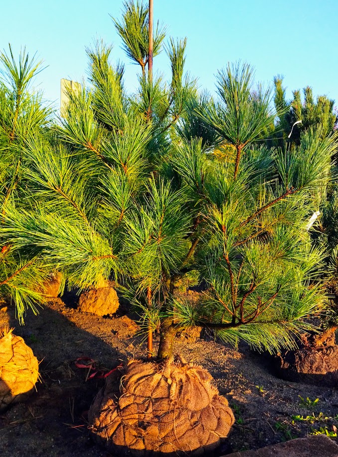 Pinus wallichiana