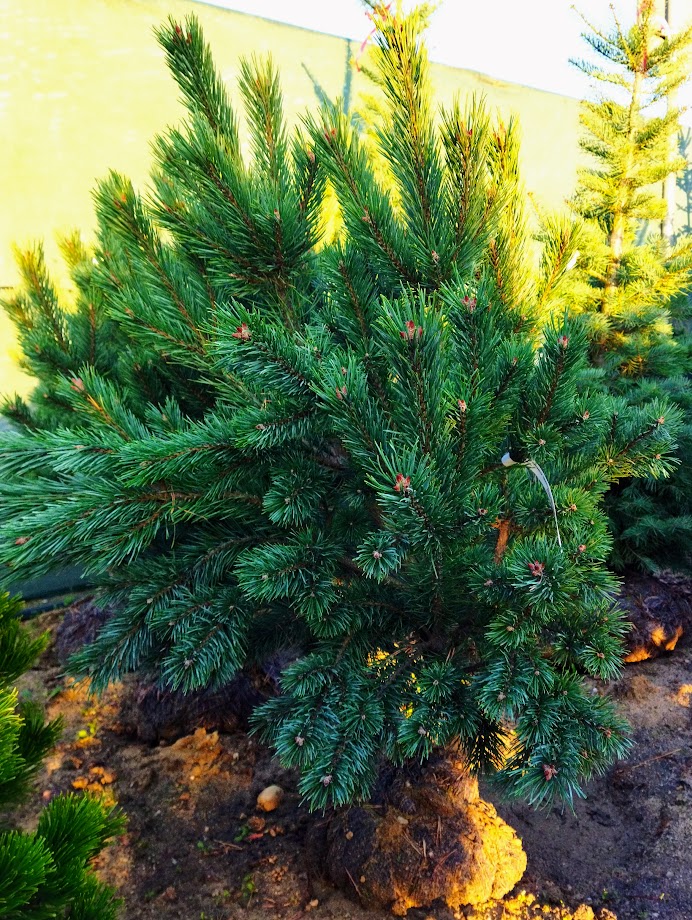 Pinus sylvestris ´Watereri´