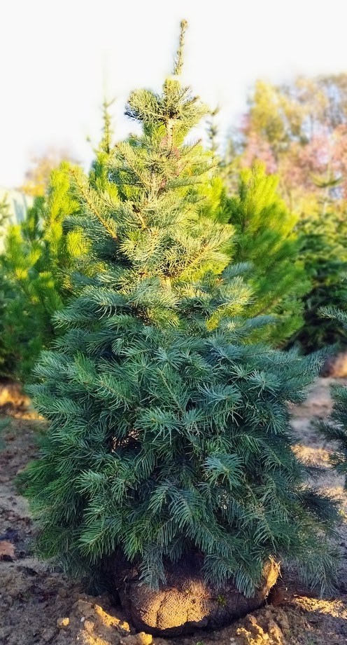 Abies concolor