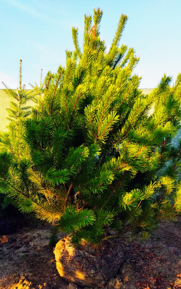 Pinus uncinata