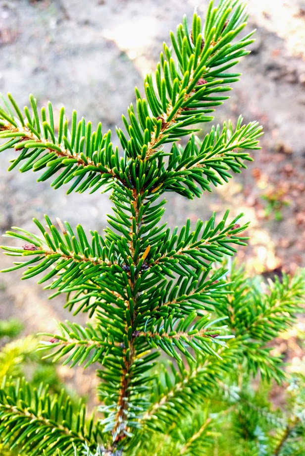 Picea omorika