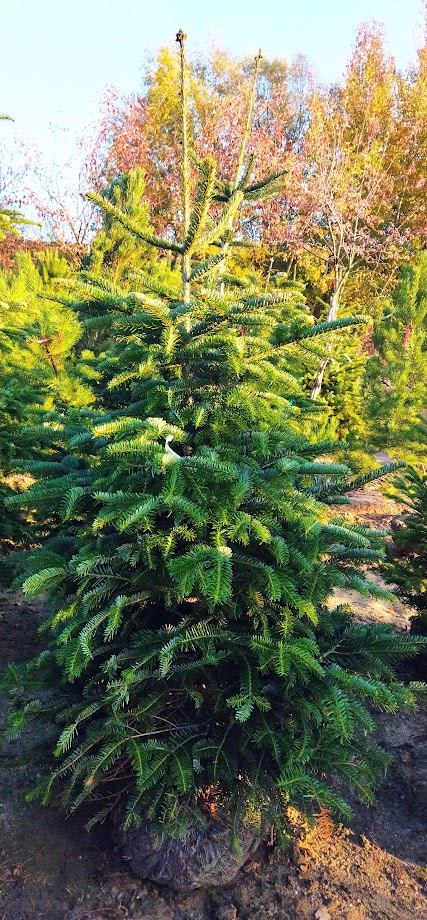 Abies nordmanniana