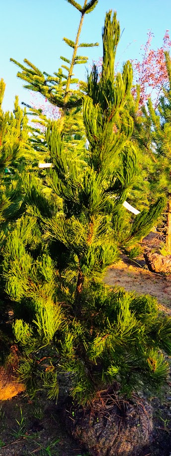 Pinus leucodermis