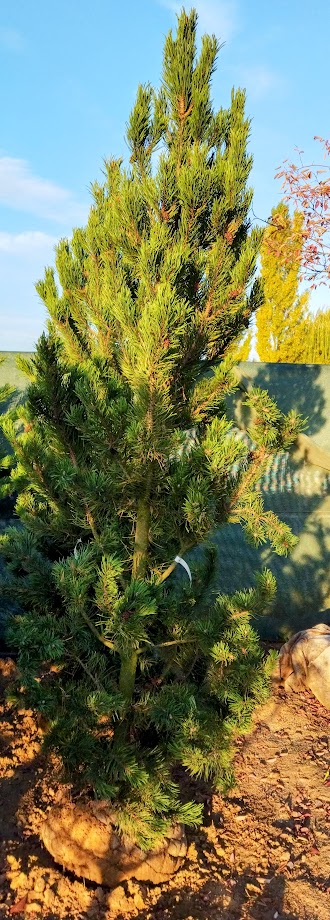 Pinus uncinata ´Pyramidata´