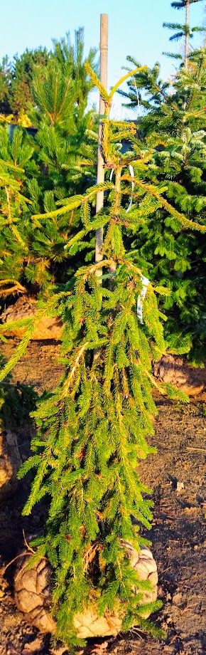 Picea abies ´Frohburg´
