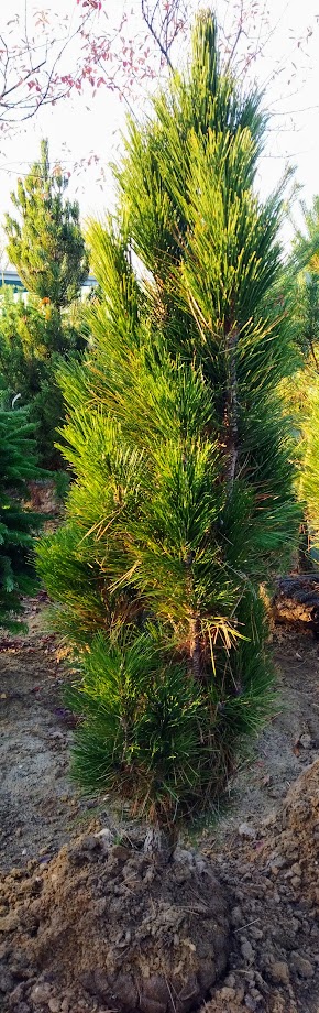Pinus nigra ´Green Tower´