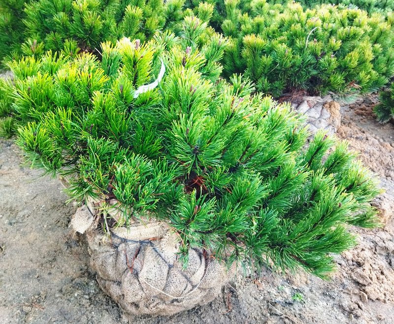 Pinus mugo ´Pumilio´