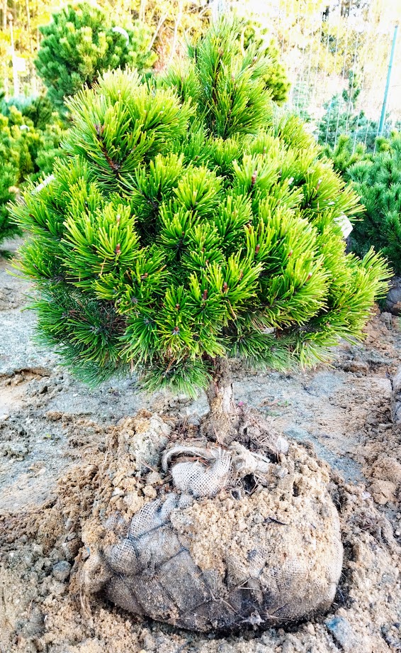 Pinus mugo ´Mops´