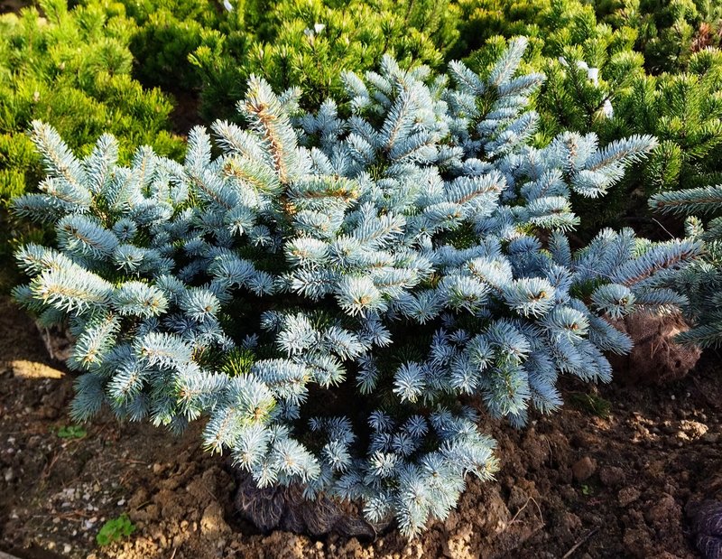 Picea pungens ´Glauca Globosa´
