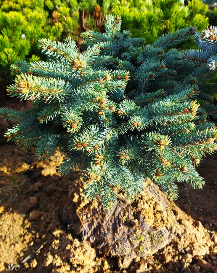 Picea x mariorika ´Machala´