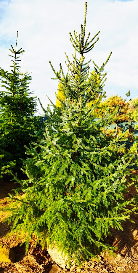Picea omorika